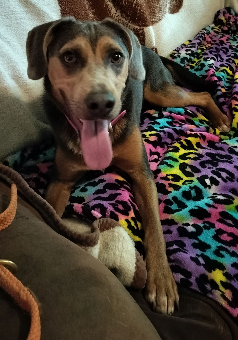 adoptable Dog in Seattle, WA named Zuko