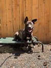 Sadie - Photo 7