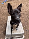 Sadie - Photo 6