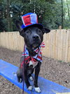 Sadie - Photo 8