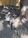 Sadie - Photo 5