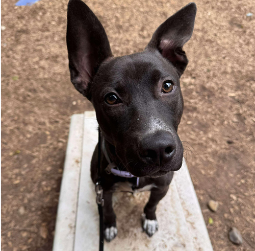 SADIE - American Staffordshire Terrier / Australian Cattle Dog/Blue Heeler available for adoption