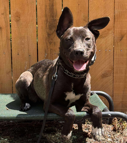 picture of the dog needing adoption