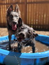 Sadie - Photo 3