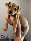 adoptable Dog in  named Coral