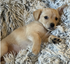 adoptable Dog in  named Dune