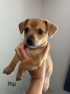 adoptable Dog in  named Rip