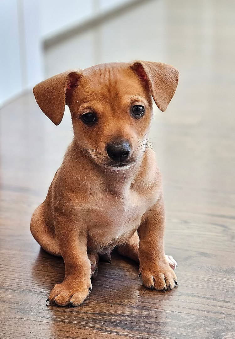 adoptable Dog in Seattle, WA named Rip