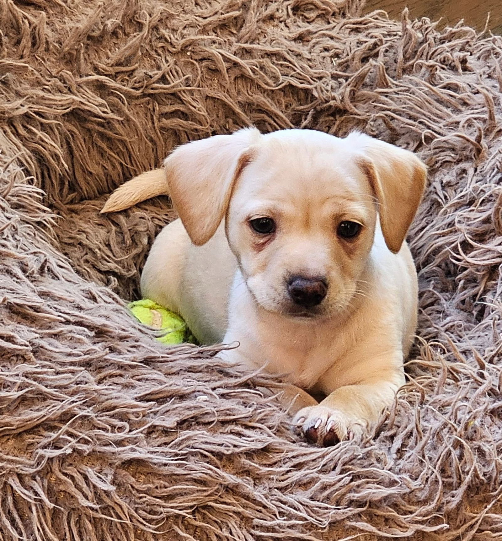 adoptable Dog in Seattle, WA named Tide