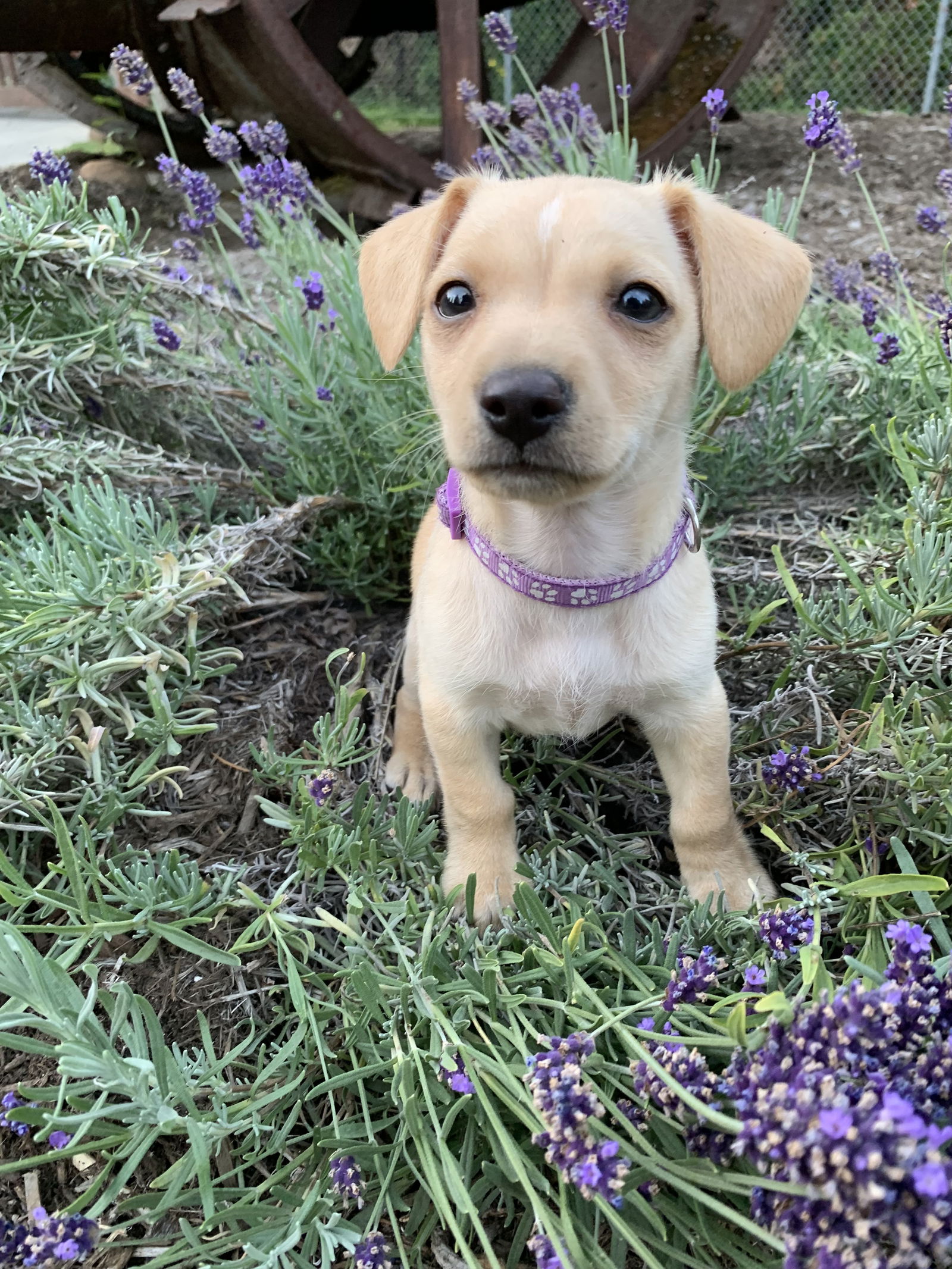 adoptable Dog in Seattle, WA named Kai