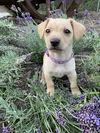 adoptable Dog in  named Kai