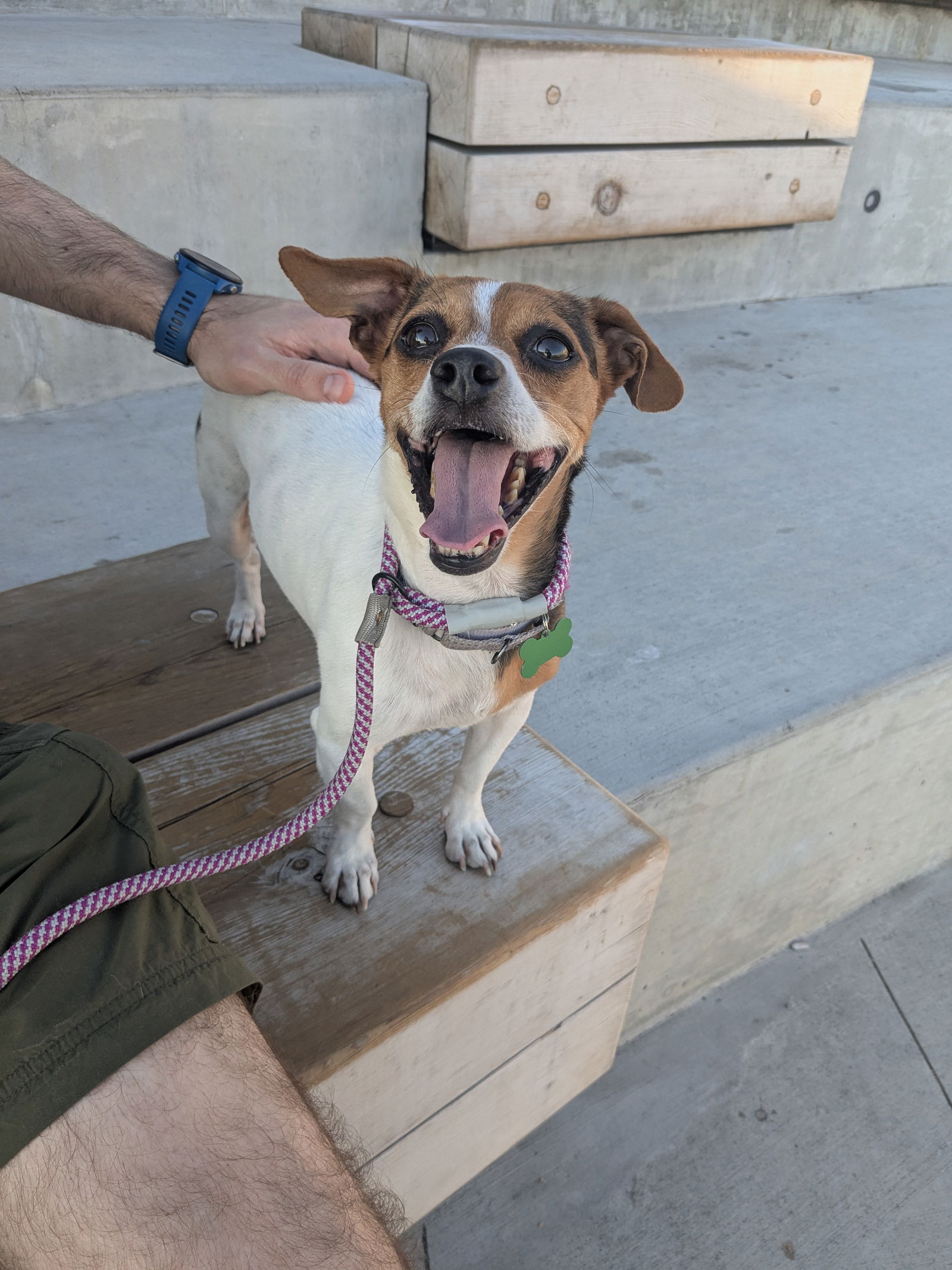 adoptable Dog in Seattle, WA named Dokey