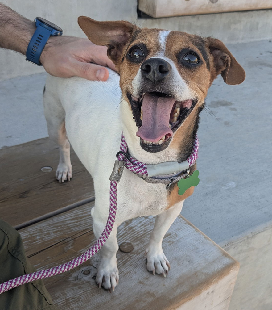 adoptable Dog in Seattle, WA named Dokey
