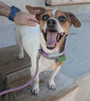 adoptable Dog in  named Dokey