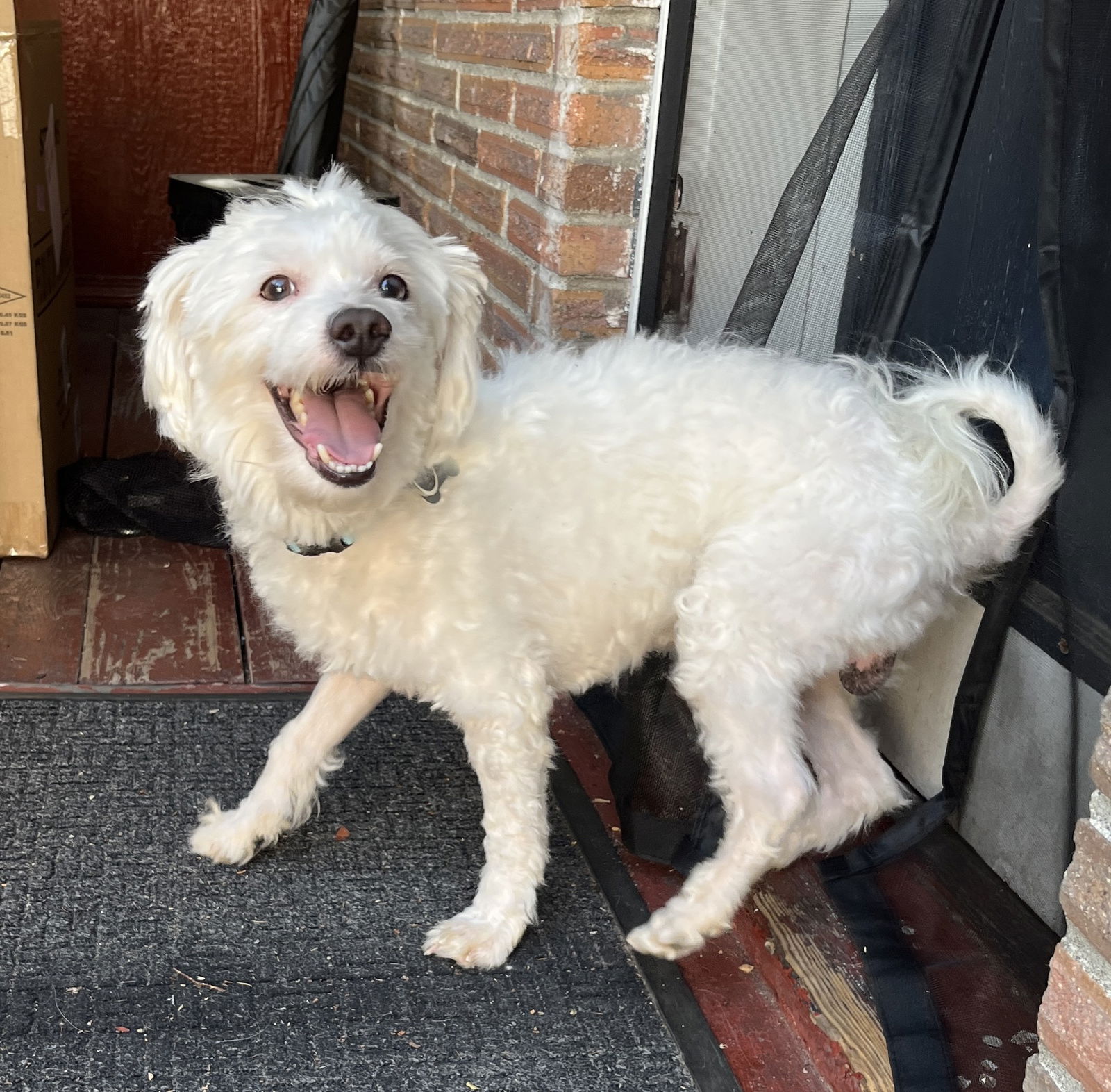 adoptable Dog in Seattle, WA named Eugene