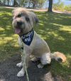adoptable Dog in  named Fozzie