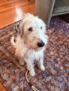 adoptable Dog in  named Zen