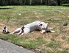 Nellie - Photo 10