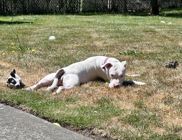 Nellie