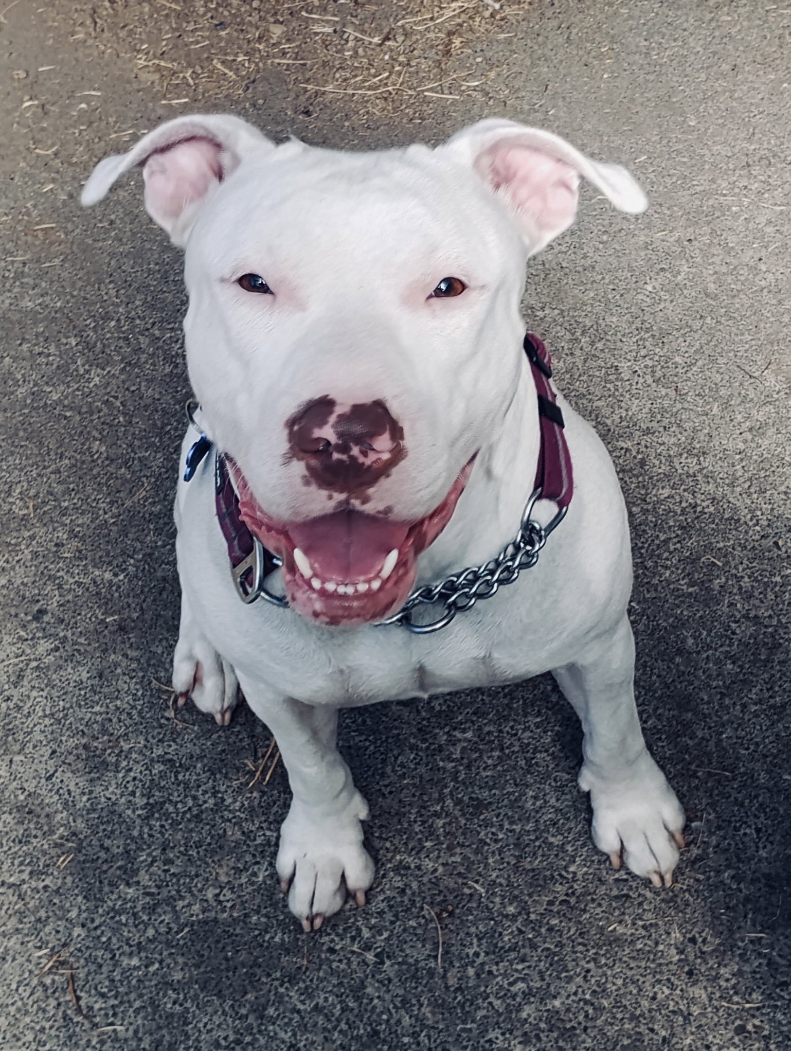 Nellie Image