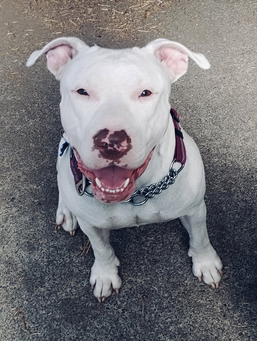 NELLIE - Staffordshire Bull Terrier / Bull Terrier available for adoption