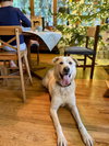 Charlie - Photo 2
