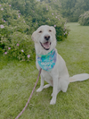 Charlie - Photo 4