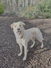Charlie - Photo 3