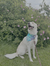 Charlie - Photo 6