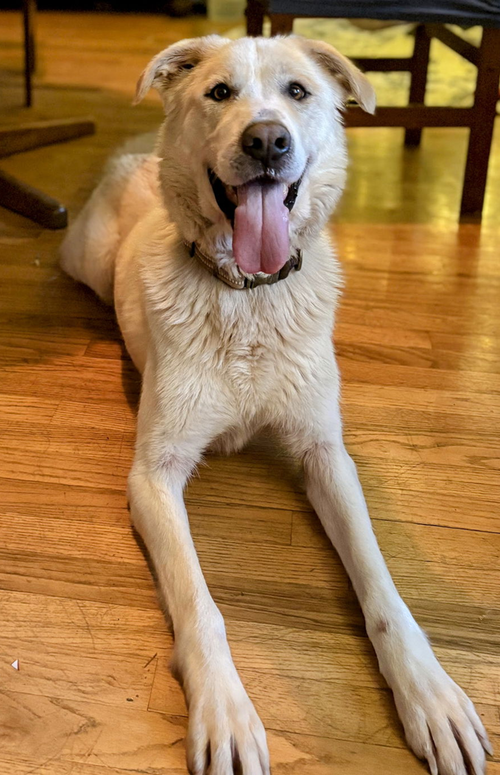 CHARLIE - Great Pyrenees / Labrador Retriever available for adoption