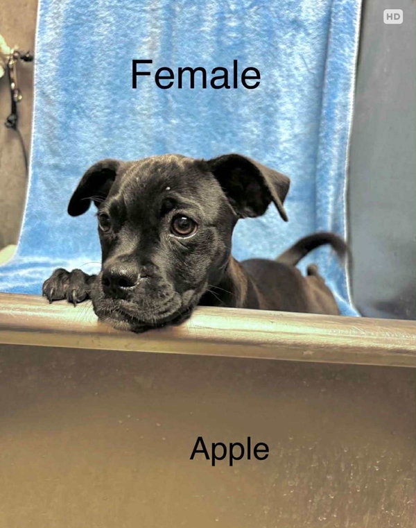 Apple