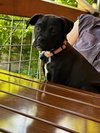 Apple - Photo 11