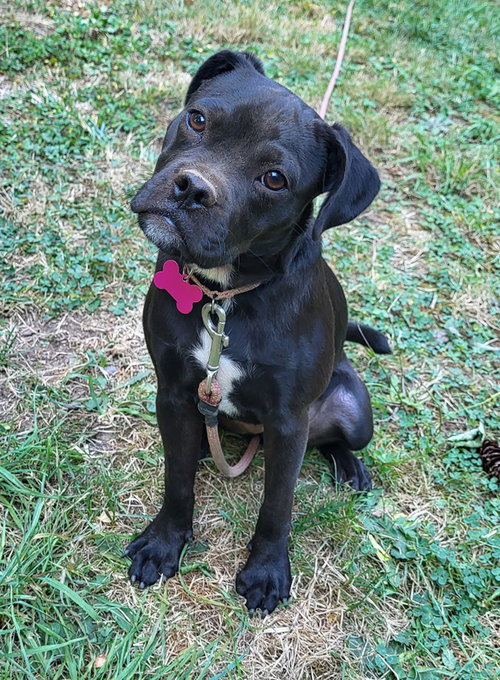 picture of the dog needing adoption