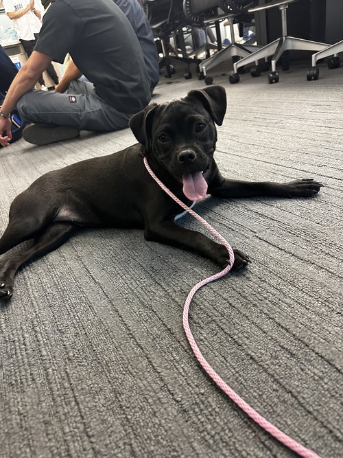 APPLE - Boston Terrier / Pug available for adoption