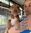 Oak - Adoption Pending - Photo 12