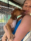 Oak - Adoption Pending - Photo 13