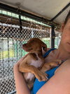 Oak - Adoption Pending - Photo 14