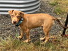 Oak - Adoption Pending - Photo 9