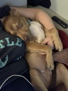 Oak - Adoption Pending - Photo 11