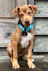 Oak - Adoption Pending - Photo 6