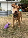 Oak - Adoption Pending - Photo 2