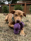 Oak - Adoption Pending - Photo 3