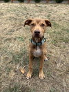 Oak - Adoption Pending - Photo 8