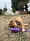 Oak - Adoption Pending - Photo 5