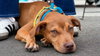 Oak - Adoption Pending - Photo 15