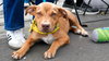 Oak - Adoption Pending - Photo 4