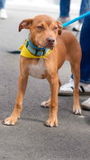 Oak - Adoption Pending - Photo 10