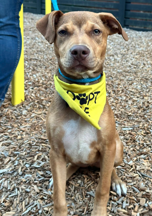 picture of the dog needing adoption