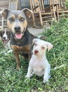 Blaze - Photo 7