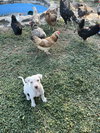 Blaze - Photo 8